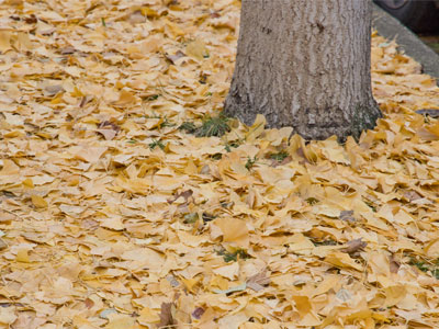 Ginko trees drop their leaves all at once.