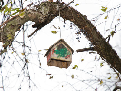 In the tree all year long.