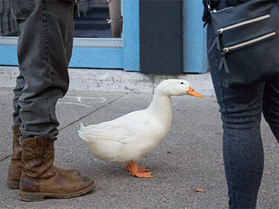 Want to meet new people?  Take your duck for a walk.