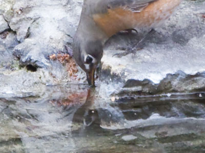 Only by standing still with my camera for a long time will birds feel relaxed enough to take a drink.