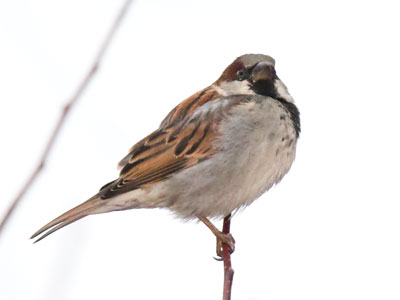 Impatiently waiting for you to fill your bird feeder.