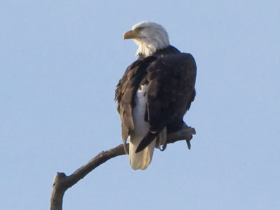 I waited for the eagle to do something dramatic, but it had nothing to prove.