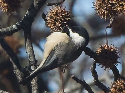 Despite the cold, birds need to find food every day.