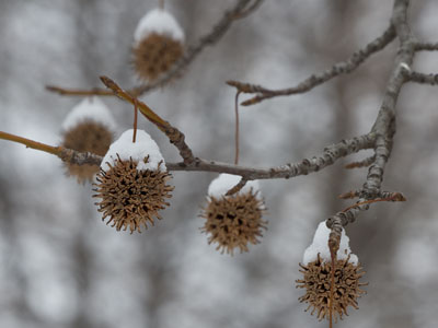 No foraging chickadees today (see January 14 above).