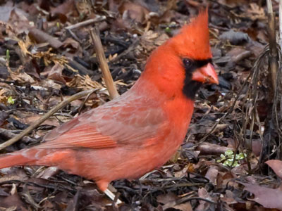 Wherever the cardinal was, a mockingbird wanted to be.