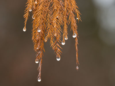 More in my continuing series of Water Drops on Things.