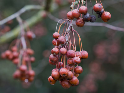 In January, robins feast on these berries.