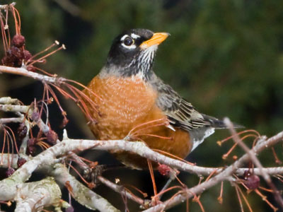 This robin gobbled them down too fast for my camera.