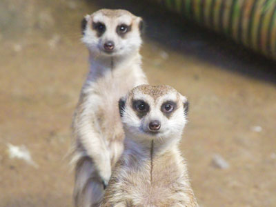 You haven`t felt scorn until you`ve been scorned by meerkats.