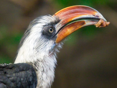 This is a real bird:  Von der Decken`s hornbill.