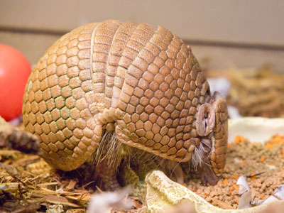 Nothing in my experience prepared me for the armadillo.