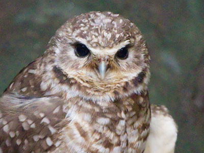 QUIZ:  A burrowing owl lives in a __ __ __ __ __ __.