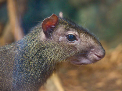 And finally:  a Brazilian agouti.