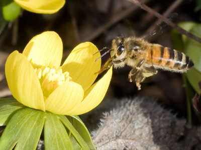 This honeybee begins its six-week life energetically.