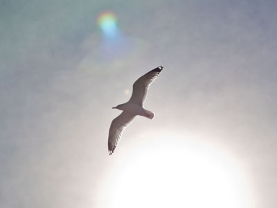 I witnessed a gull-shaped solar eclipse this afternoon.