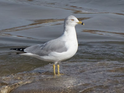 A more conventional gull.