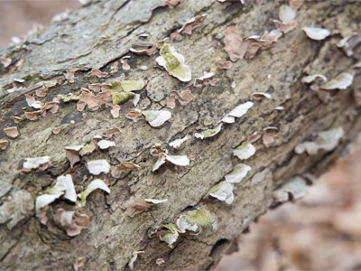 This morning, I heard a cardinal singing its spring song.