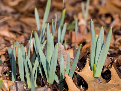 Daffodils are thinking about it.