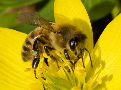 Honeybees are so very small, but so very important.