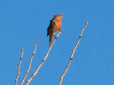 Mr. House Finch is looking for Mrs. House Finch.