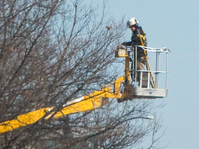 In the long run, the trees will win.