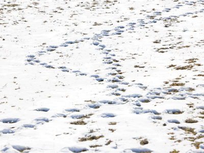 Animal tracks go somewhere.  Human footprints wander.