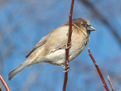 If you`re a bird, there`s a lot of down time.