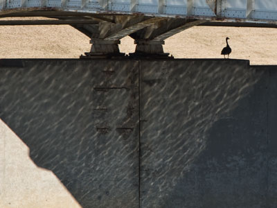 King of the overpass.