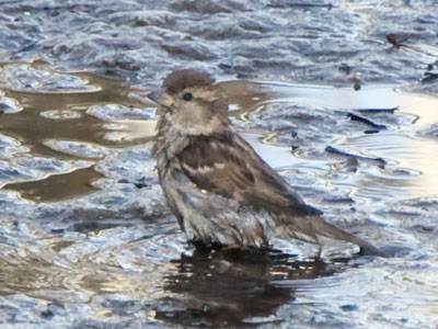 There was a bird bath a few feet away.