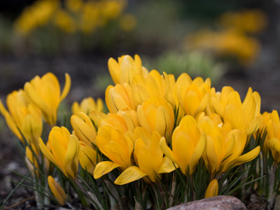 I hope the crocus doesn`t croak.