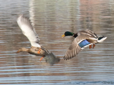 There will soon be ducklings paddling on the river.