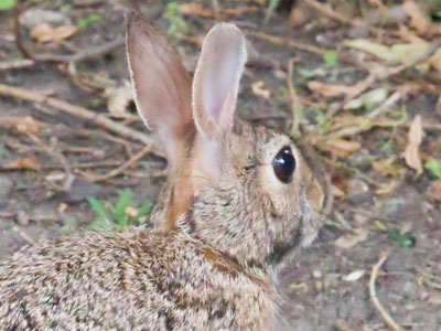 Those ears and eyes detected me long before I noticed the rabbit.