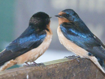 These barn swallows didn`t seem happy to see me.