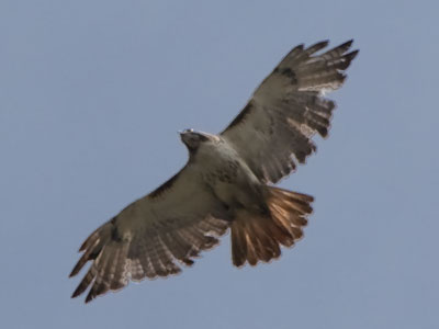 This hawk was minding its own business, but was then harassed by a squadron of little birds until it flew away.