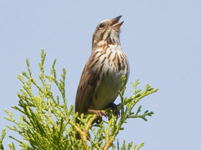 Sweet sparrow, sing a stirring song of springtime.