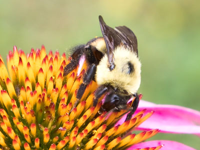 Large bee.