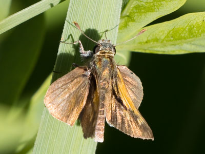 A grass skipper with just a touch of iridescence.