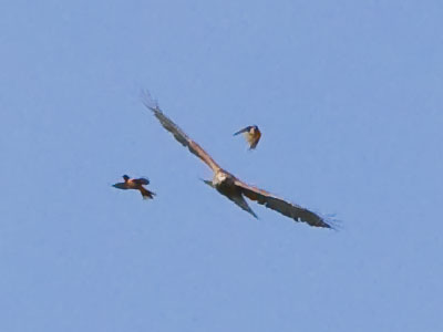 A hawk receives helpful advice from smaller birds about where to relocate (see June 4 above).