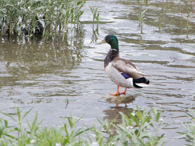 A mellow mallard.