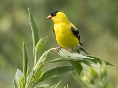 A certain park cut down certain trees, so I`ve had fewer encounters with goldfinches this year.