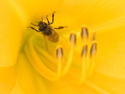 The bee doesn`t realize it`s a pollinator.  It`s just thirsty.