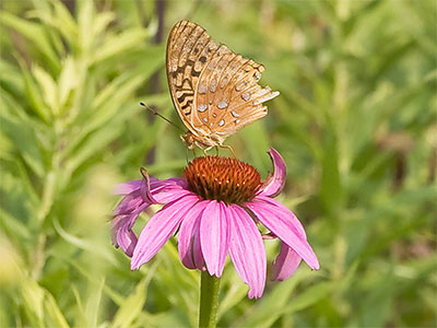 Great spangled fritillary!