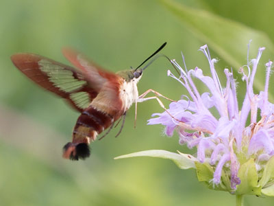 An elusive hummingbird moth appeared and I was done.