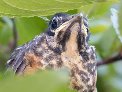 This juvenile robin was just outside the nest, but not ready to fly.