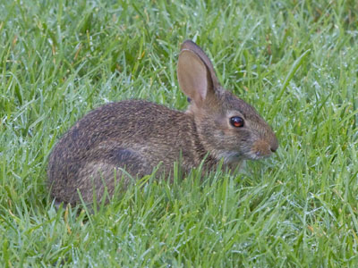 Bunny wasn`t scared of me, and had no reason to be.