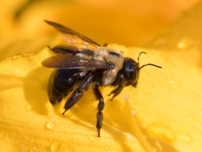 This bumblebee was flapping its wings -- not to fly, but dry them out.