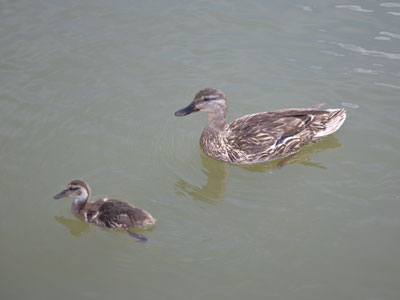 Only one duckling?  That`s not right.