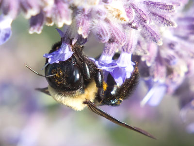 I had a picture of a squirrel jumping into a tree, but it was blurry -- so you get another bee instead.