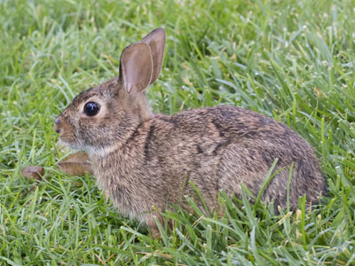 I got too close and it showed me its cottontail.