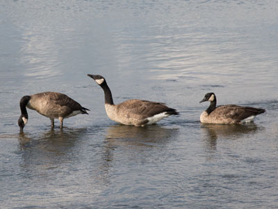 This new line dance is very popular.